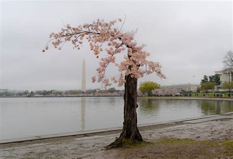 Image result for Stumpy Tidal Basin