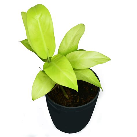 Golden Melinonii – Upavana