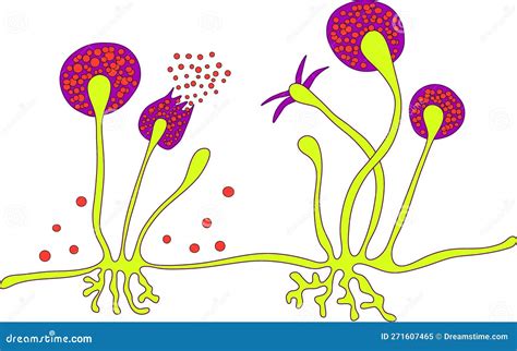 Structure of Rhizopus mold stock vector. Illustration of aids - 271607465