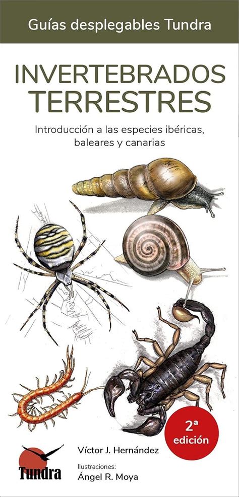 Invertebrados Terrestres - Guias Desplegables Tundra : Amazon.in ...