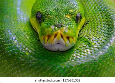 Image result for Dead Snakes Python