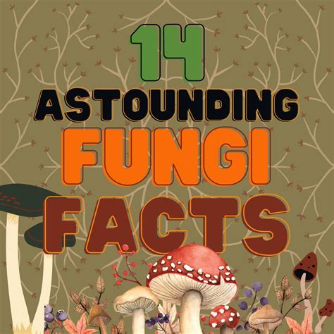 General Information - Mushroom Appreciation