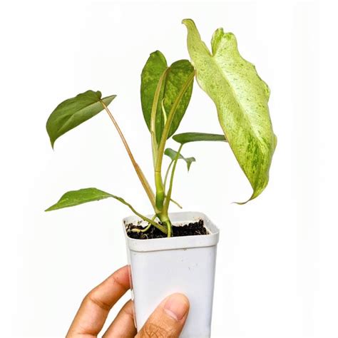 Philodendron Paraiso Verde Live Plant - Rare and Exquisite Variegated ...