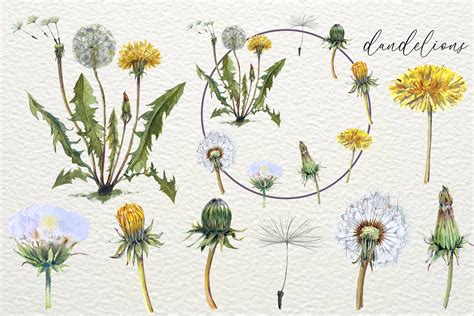 Dandelion Life Cycle Set | Education Illustrations ~ Creative Market