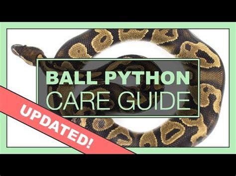 Image result for How Much Is a 1 Foot Ball Python