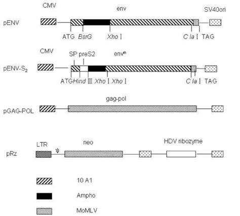 Construction of Expression Vector 的图像结果