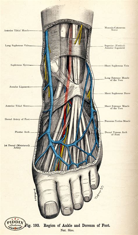 PDXC7213 -- Human Anatomy Ankle and Foot - piddix