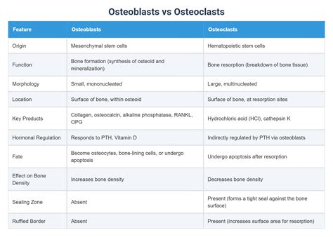 Osteoblasts vs Osteoclasts