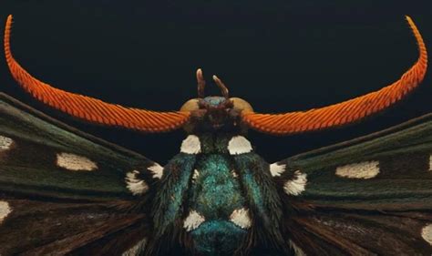 Image result for Extinct Insects