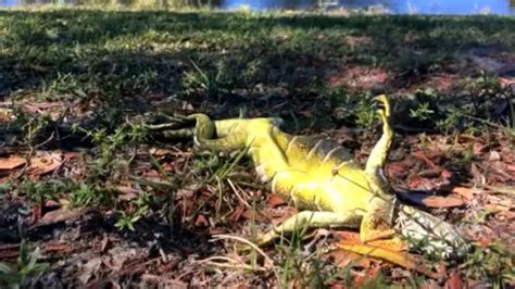South Florida looks out for falling, frozen iguanas