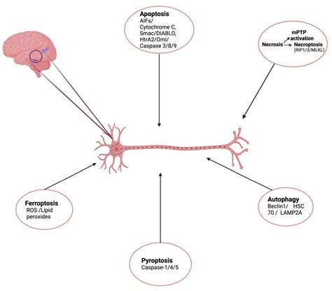 What Happens When Neurons Die