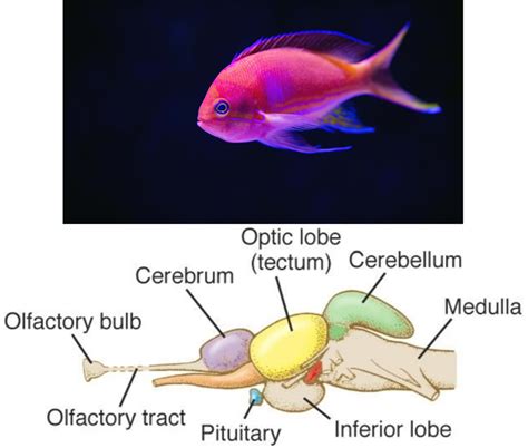 Nervous system in different organisms II — lesson. Science CBSE, Class 10.