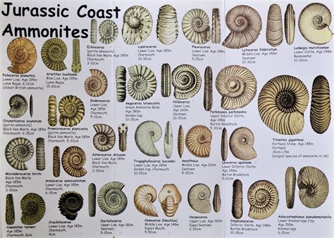 Image result for Fossil Formation