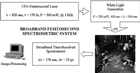 Image result for Transillumination Normal Head