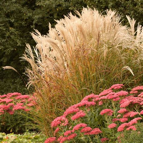 Maiden Grass Flowers Perennials, Perennial Plants, Replace Lawn, Garden ...