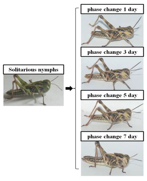 Phenotypic and Differential Gene Expression Analyses of Phase ...