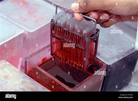 Microscope Slide 的图像结果