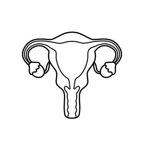Black line uterus and ovaries woman reproduction system drawing for ...