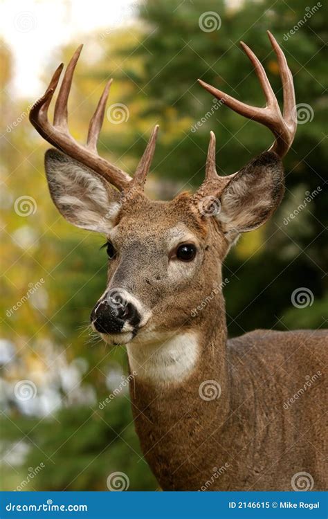White Tailed Deer Royalty Free Stock Photo - Image: 2146615
