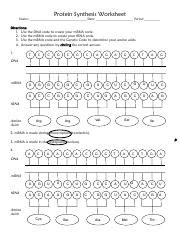 Image result for Protein Synthesis Practice Sheet the Genetic Code