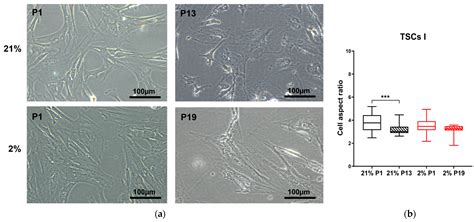 Endotenon-Derived Type II Tendon Stem Cells Have Enhanced Proliferative ...