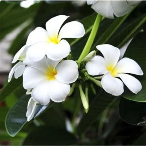 Champa White: The Timeless Bloom of Purity and Elegance – Grow Billion ...