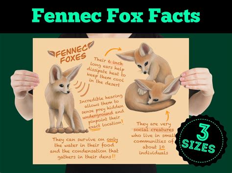 Fennec Fox Facts For Kids at Andrea Kirkham blog