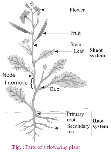Morphology Of Flowering Plants - Free NEET Biology Notes