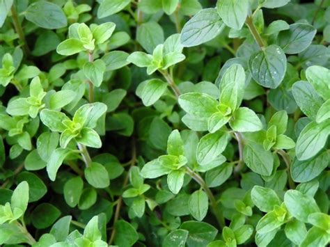 What Is Greek Oregano: Learn About Growing Greek Oregano Herbs ...