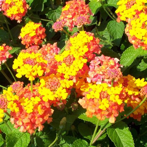Lantana camara 'Miss Huff' - Kiefer Nursery: Trees, Shrubs, Perennials