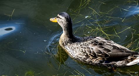 Duck In A Pond Free Stock Photo - Public Domain Pictures