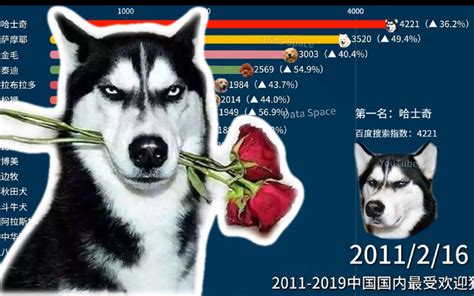 Top17 国内最受欢迎狗狗品种排行 2011-2019 | 你的狗狗排第几呢？_哔哩哔哩_bilibili