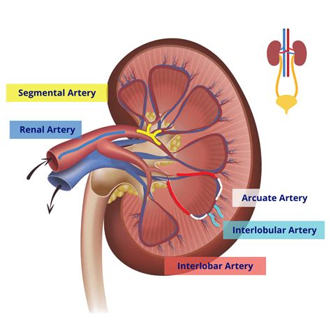 The Blood Supply to the Kidneys | Interactive Biology, with Leslie Samuel
