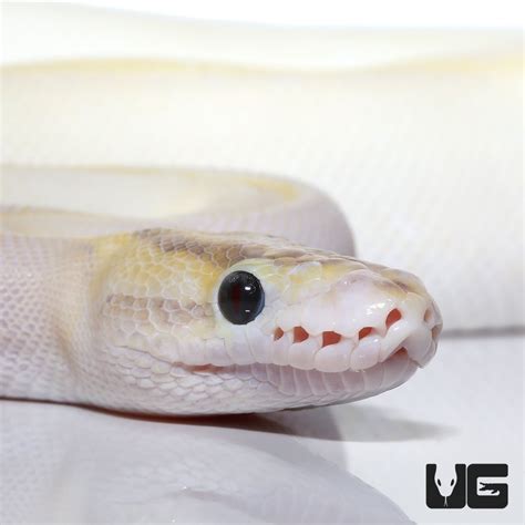 Image result for Ivory Enchi Ball Python