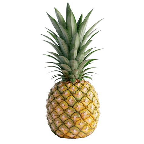 Pineapple Picture for Kids 的图像结果