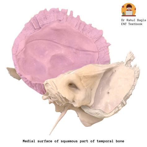 Anatomy of Temporal Bone - Best Anatomy, Notes, Lecture, PPT, PDF
