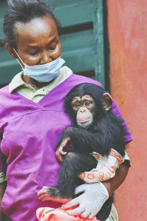 Oliver The Chimp Dna