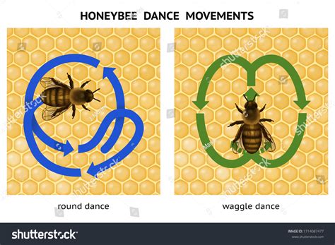 Image result for Bee Dance Language