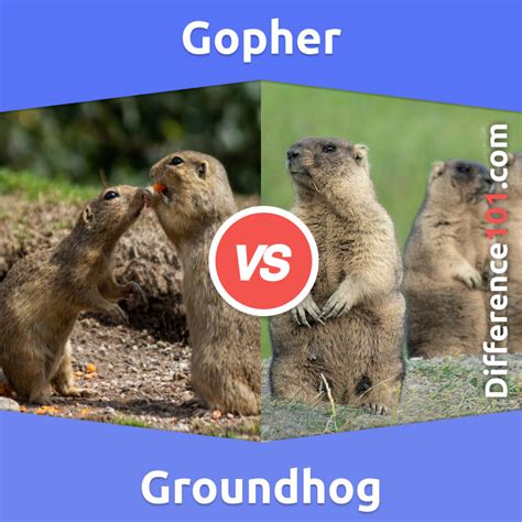 Gopher vs. Groundhog: 6 Key Differences, Pros & Cons, Similarities ...