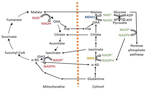Mitochondrial Redox Metabolism: The Epicenter of Metabolism during ...