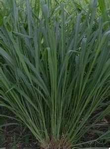 HYBRID MAKHAN GRASS SEEDS HYBRID GRASS SEEDS, MAKHAN GRASS SEEDS, SUPER ...