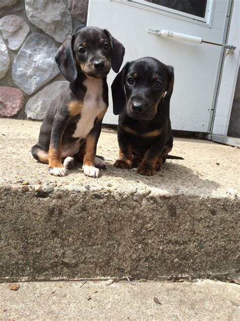 Black Beagle Dachshund Mix
