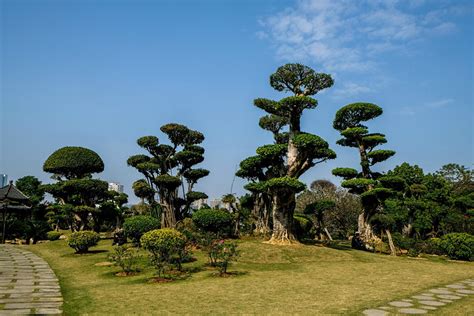 名人名树园----中国科学院西双版纳热带植物园