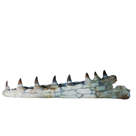 Mosasaurus Fossils | Original Fossils for Sale