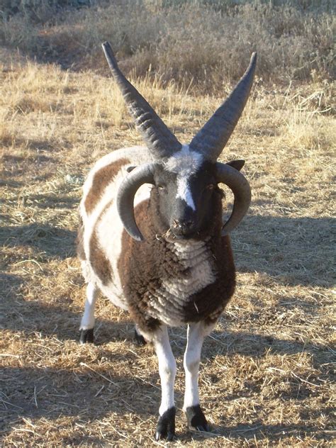 Jacob Sheep 4 Horns