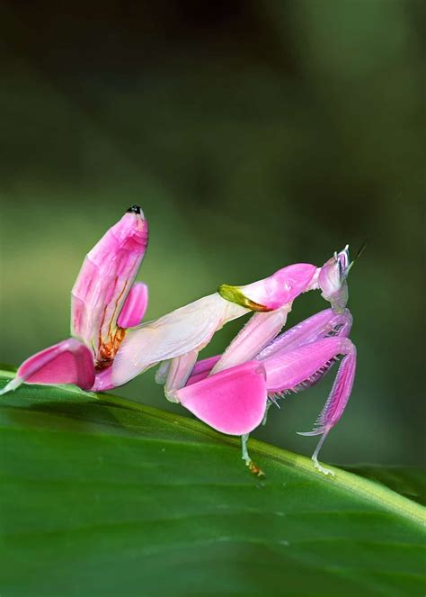 Nature is Lit on Twitter: "🔥 Pink Orchid Mantis… " Cool Insects, Bugs ...