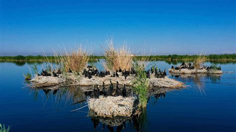 沙河水库|沙河水库观鸟正当时，环境提升吸引鸬鹚长期栖息 沙河水库|首页