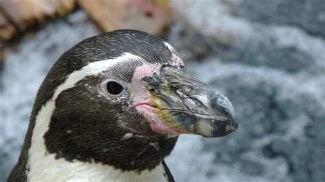 Penguins Beak Free Stock Photo - Public Domain Pictures