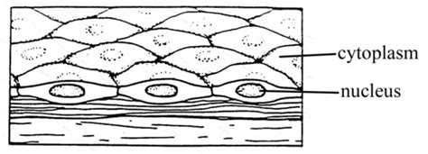 ANIMAL TISSUES NCERT / NEET Flashcards | Quizlet