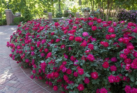 Knock Out Rose Bushes